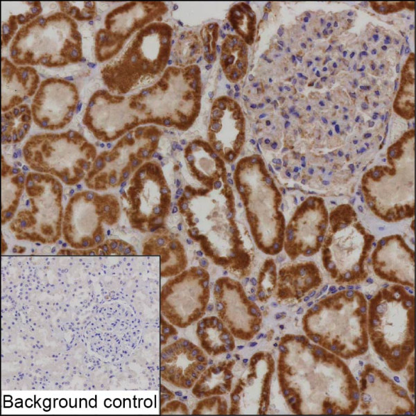 Anti-COA3