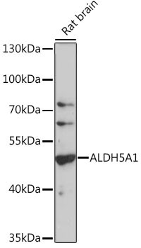 Anti-ALDH5A1