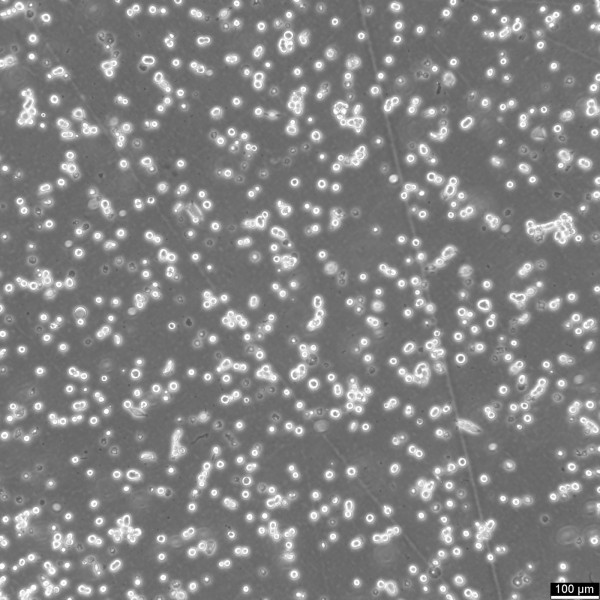 HEK293 EBNA Cells