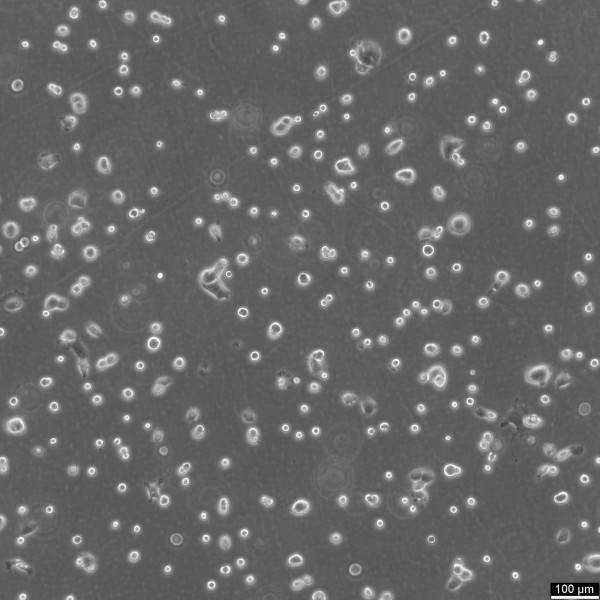 NCI-H358 Cells