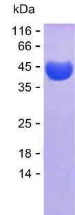 ENO2 (human), recombinant protein