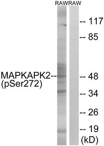 Anti-Phospho-MAPKAPK2 (Ser272)
