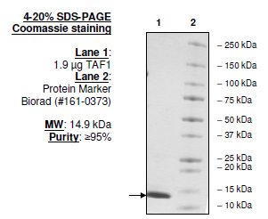 TAF1 (1400-1518), human recombinant protein, His-tag