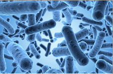 Phosphate Buffer, APHA, pH 7.2 (Butterfield's Buffered Phosphate Diluent) (Powder)