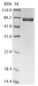 Uric acid degradation bifunctional protein PucL (pucL), Bacillus subtilis, recombinant