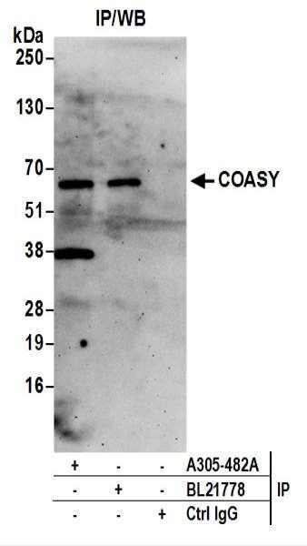 Anti-COASY