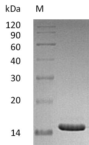 CD40 ligand (CD40LG), partial (Active), human, recombinant
