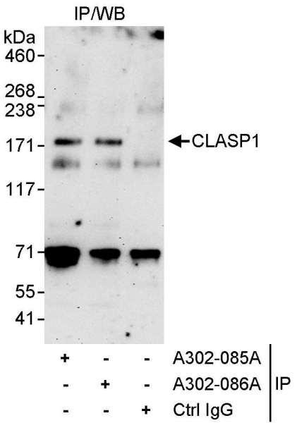 Anti-CLASP1