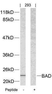 Anti-Bad (Ab-112)