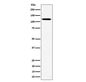 Anti-Kinesin 1 heavy chain / KIF5B, clone 29K30