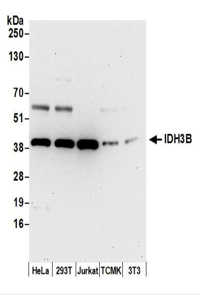 Anti-IDH3B