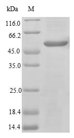 Interleukin-31 receptor subunit alpha (Il31ra), partial, mouse, recombinant