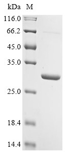 Prolactin (PRL), bovine, recombinant