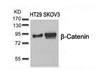 Anti-beta-Catenin (Ab-37)