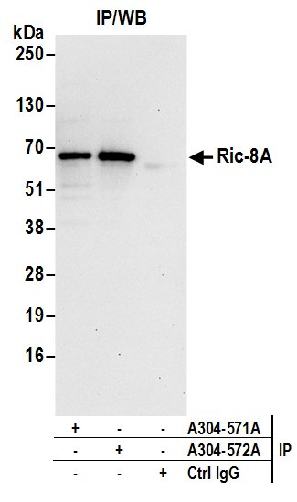 Anti-Ric-8A