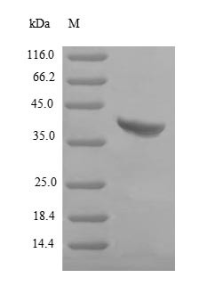 Gamma-hemolysin component B (hlgB), Staphylococcus aureus, recombinant