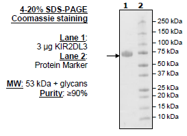 KIR2DL3, Fc fusion, Biotin-labeled