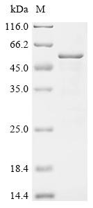 Phosphorylated adapter RNA export protein (Phax), recombinant mouse