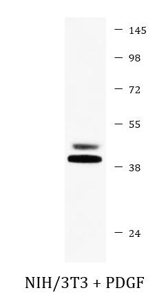 Anti-phospho-ERK1 (Thr202) + phospho-ERK2 (Thr185)