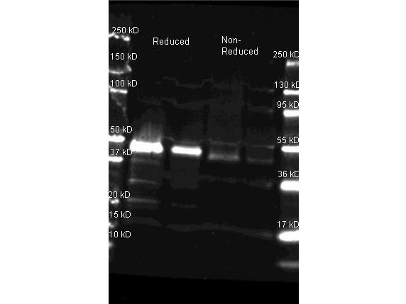 Anti-PEROXIDASE (Horseradish)