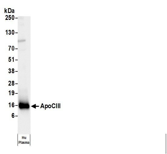 Anti-Human Apo CI [A08]