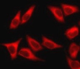 Anti-CHML (C-term)