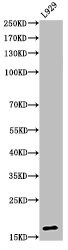 Anti-Acetyl-Histone H3 (K23)
