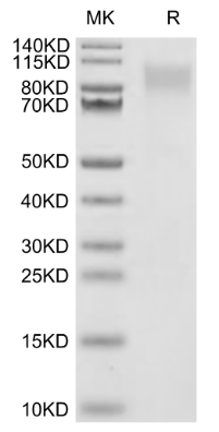 ICAM-3/CD50, His, Human