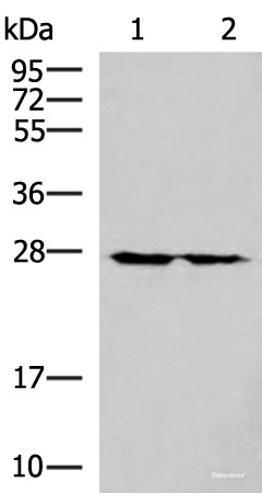 Anti-MRPL16
