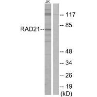 Anti-RAD21