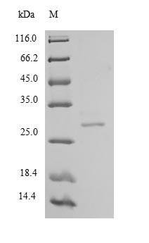 Chymotrypsin-like elastase family member 2A (CELA2A), human, recombinant