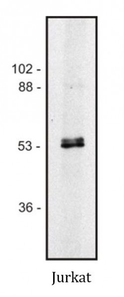 Anti-alpha, beta-tubulin dimer, clone TU-10