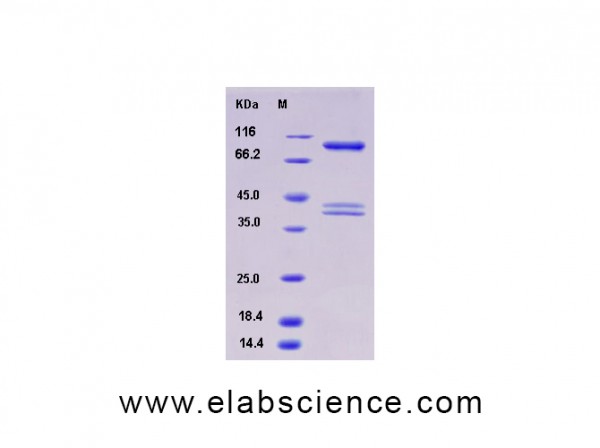 Recombinant Human AMPK (G1/B1/A2) Heterotrimer Protein