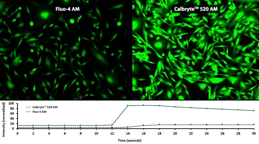 How to Select a Calcium Indicator? Biomol Blog Resources Biomol