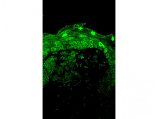 Anti-Cav1.3, clone S48A-9