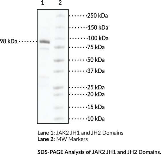 JAK2 JH1 and JH2 Domains (human, recombinant, aa 532-1,132)