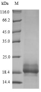 Small proline-rich protein 2B (SPRR2B), human, recombinant