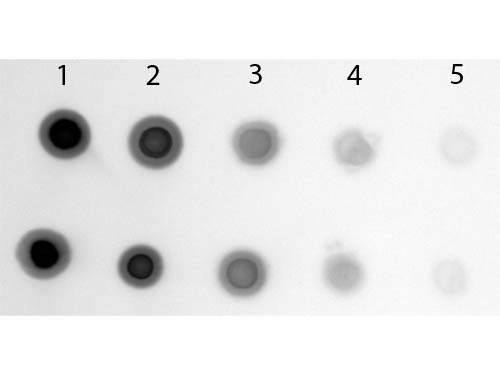 Anti-Cyanine, Alkaline Phosphatase conjugated