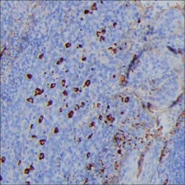 Anti-Human IgG3