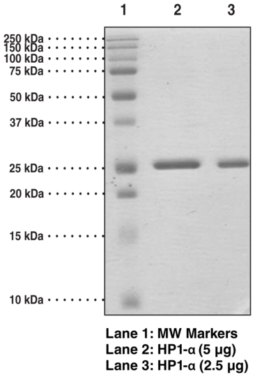 CBX5 (human recombinant)