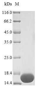 Azurin (BB3856), Bordetella bronchiseptica, recombinant
