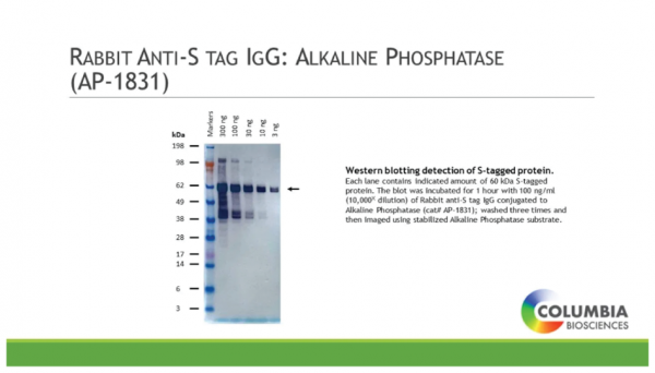 Rabbit Anti-S tag IgG:Alkaline Phosphatase