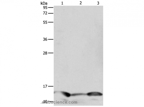 Anti-PFN1