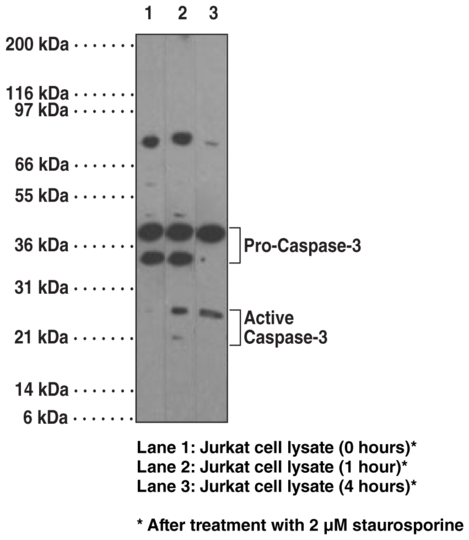 Anti-Caspase-3 (Clone 31A893)