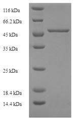 Kidney mitochondrial carrier protein 1 (SLC25A30), human, recombinant