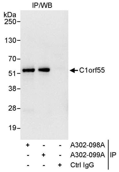 Anti-C1orf55