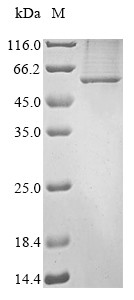 Leucine-rich repeat LGI family member 3 (Lgi3), mouse, recombinant
