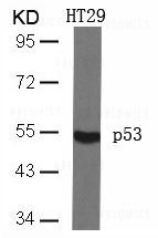 Anti-p53 (Ab-46)