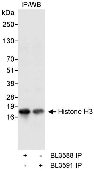 Anti-Histone H3