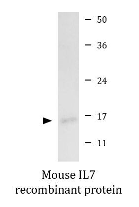 Mouse IL7 recombinant protein (Active)